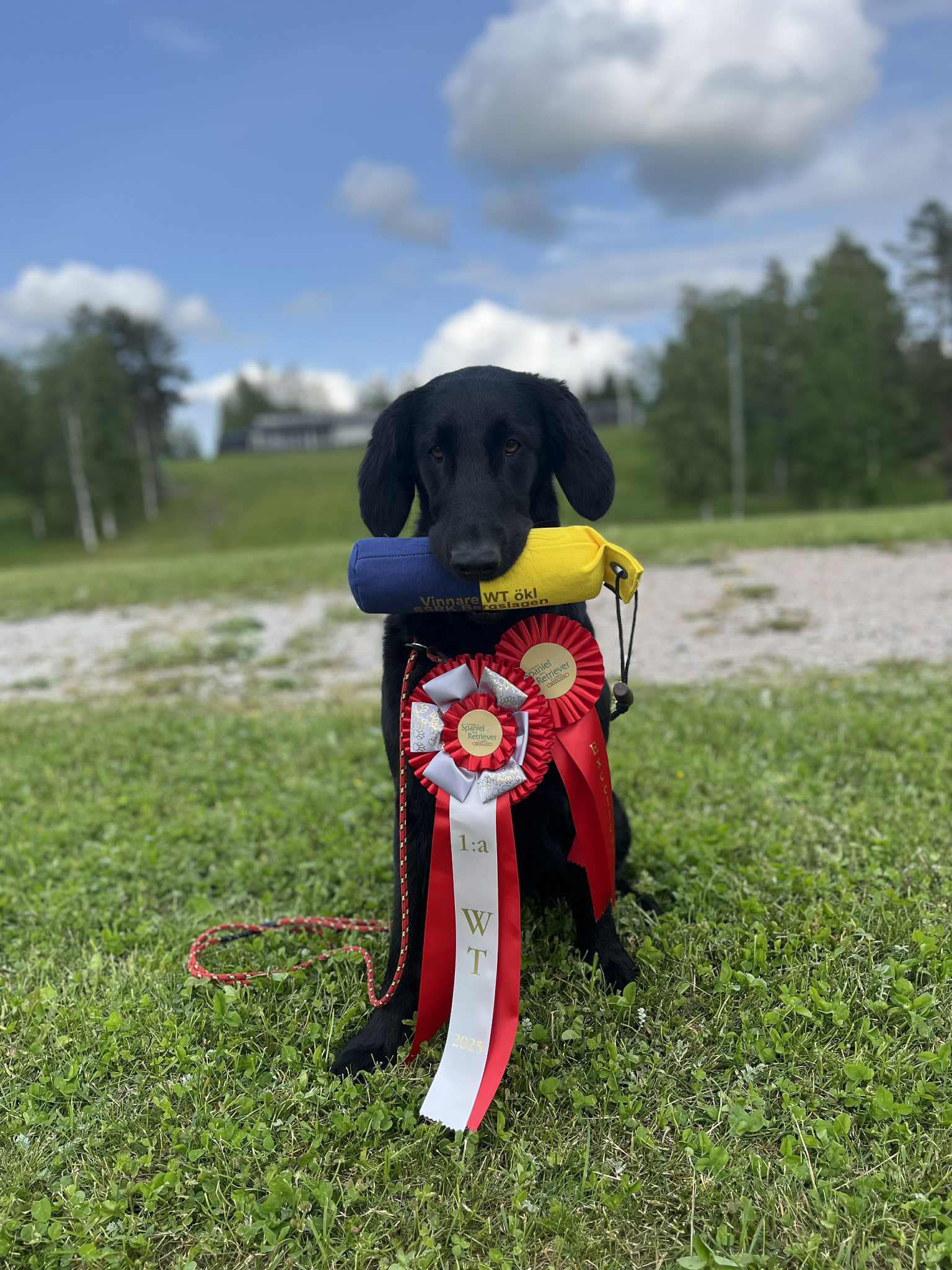 Sort Guld New Reality